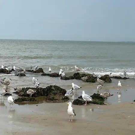 Stylish Near Appartamento Knokke-Heist